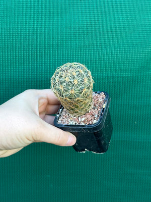 Coryphantha greenwoodii