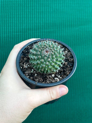 Mammillaria chioncephala