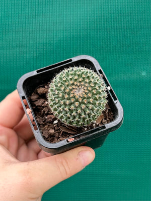 Mammillaria sempervivi