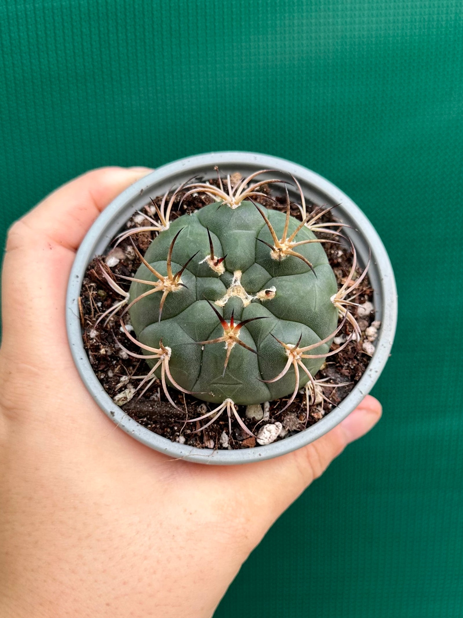 Gymnocalycium