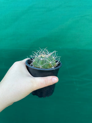 Gymnocalycium accorugatum