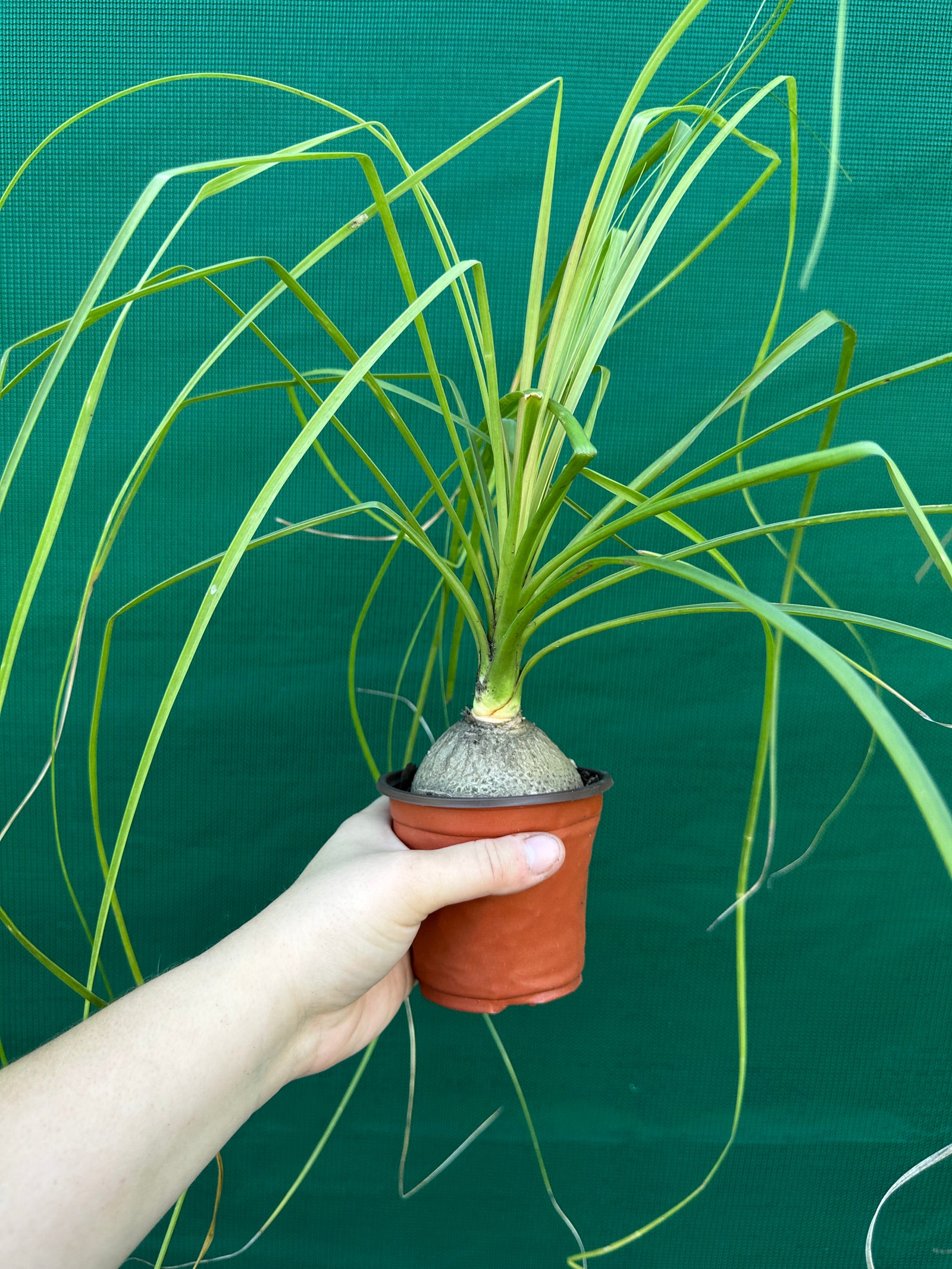 Pony Tail Palm