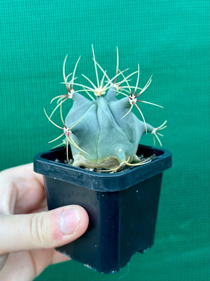 Ferocactus histrix