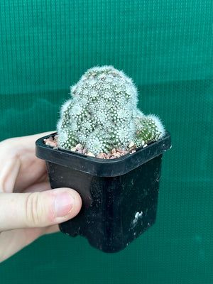 Parodia scopa caespitosa v minor