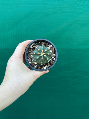 Astrophytum asterias x capricorne