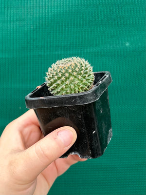 Mammillaria sempervivi