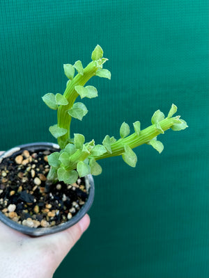 Monadenium ellenbeckii