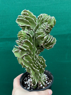 Euphorbia kibwezensis