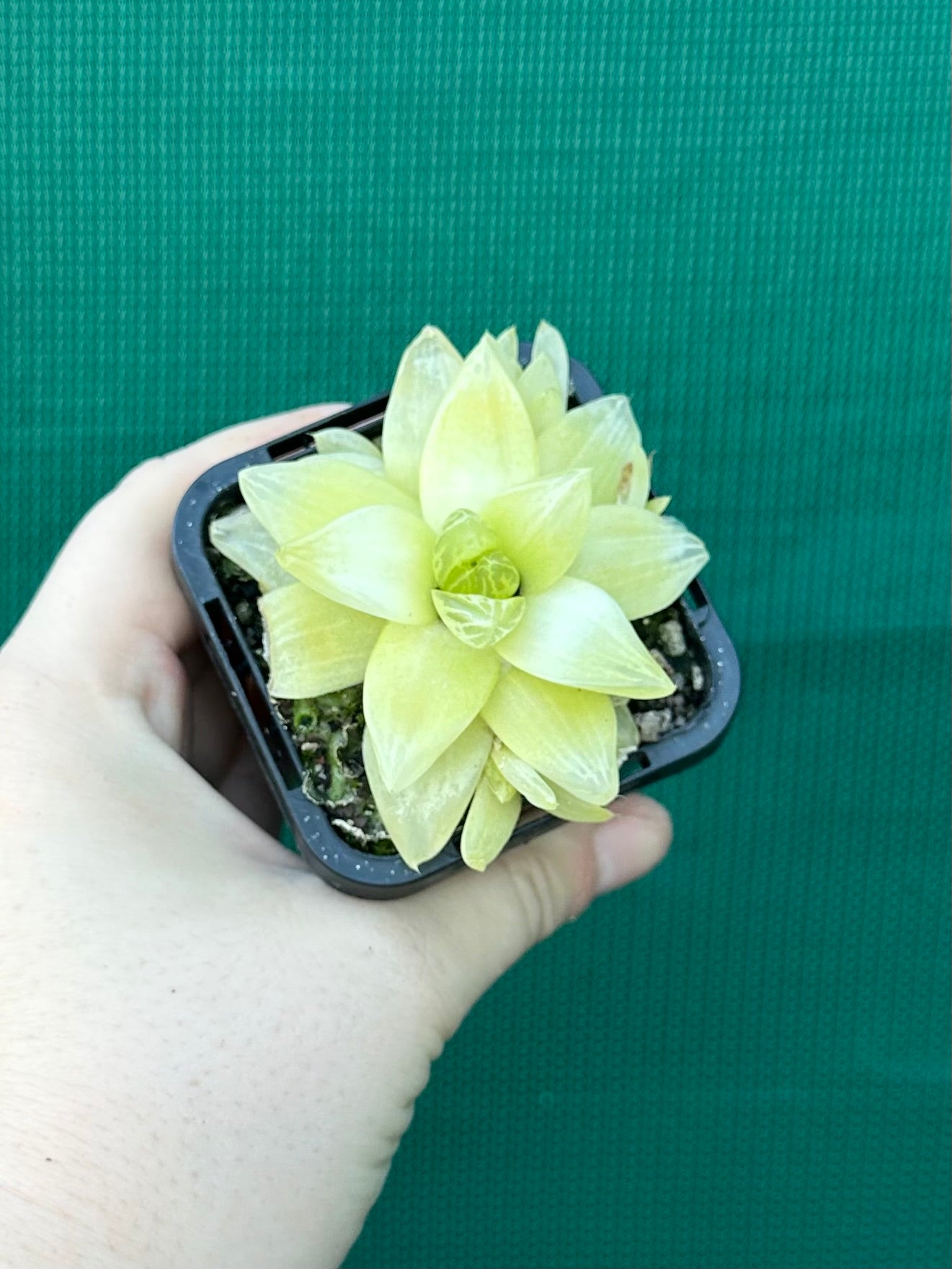 Haworthia xantha ‘Gold’