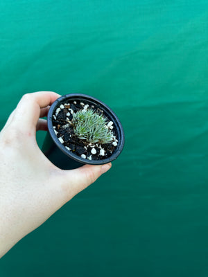 Deuterocohnia brevifolia