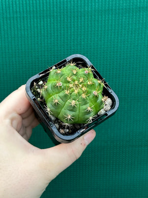 Gymnocalycium anisitsii ssp. damsii
