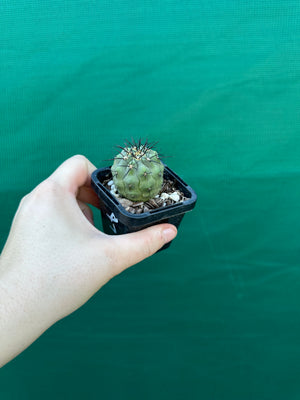 Copiapoa calderana