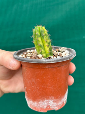 Trichocereus peruvianus varigata