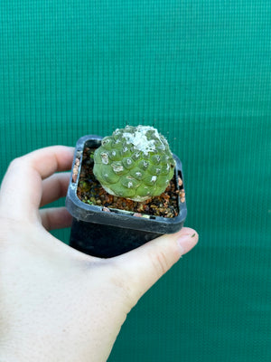 Copiapoa hypogea