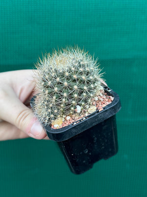 Rebutia aureiflora