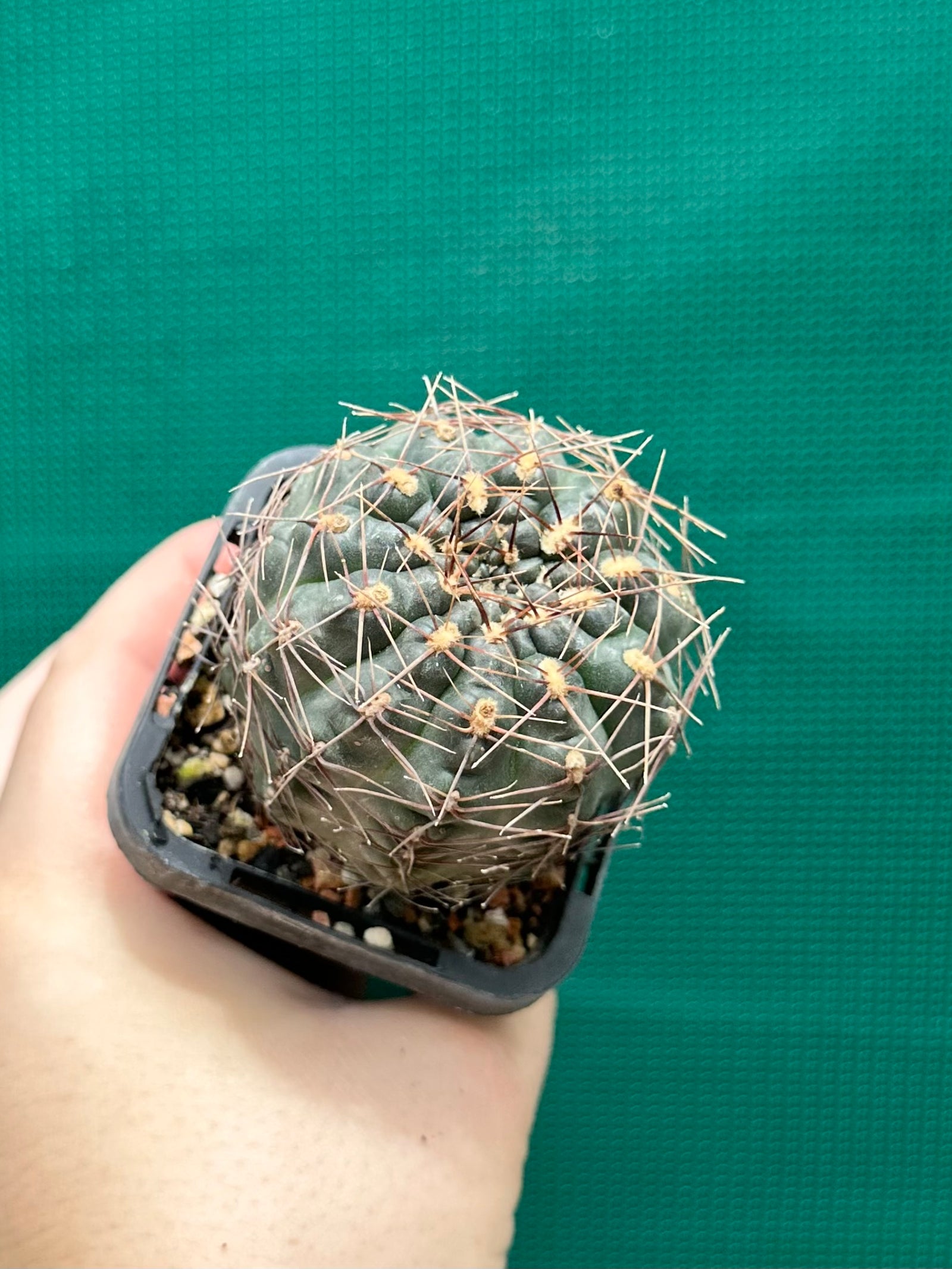 Gymnocalycium schroederianum