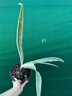Sansevieria ‘Siam Silver’