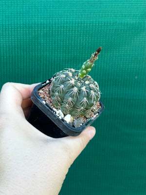 Gymnocalycium metrelireum