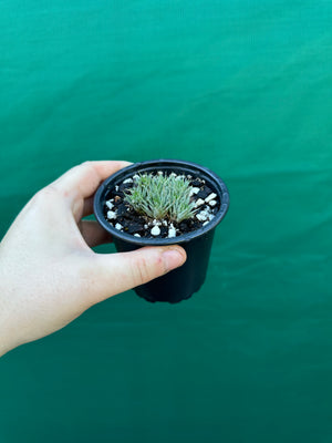 Deuterocohnia brevifolia