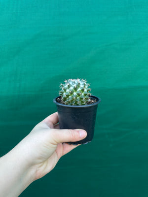 Mammillaria scrippsiana