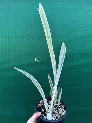 Sansevieria ‘Siam Silver’