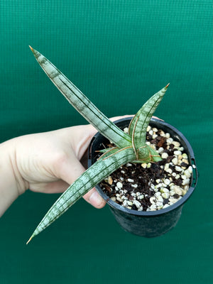 Sanseveria Boncel