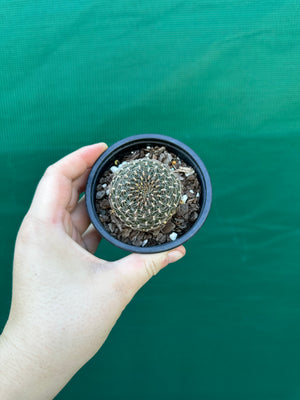 Sulcorebutia arenacea