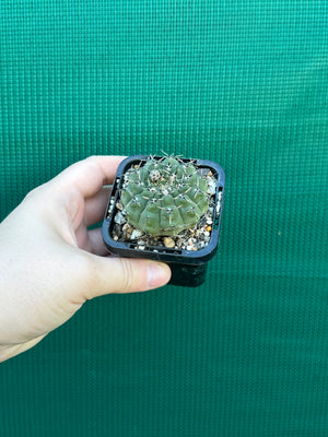 Gymnocalycium pseudoragonesii