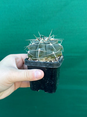 Gymnocalycium capillaense