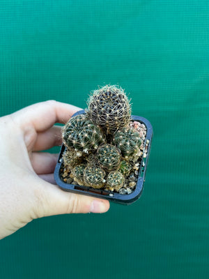 Lobivia arachnacantha