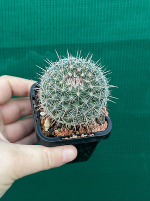 Mammillaria lindsayii