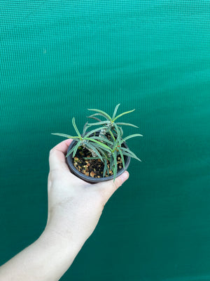 Euphorbia cylindrifolia