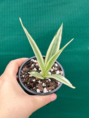 Sanseveria parva