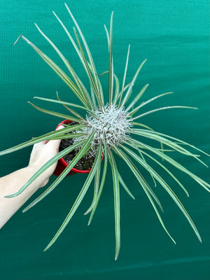 Pachypodium geayi