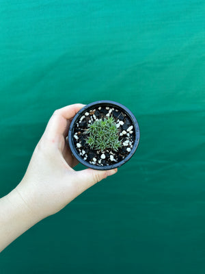 Deuterocohnia brevifolia