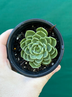 Echeveria ‘Cosmo’