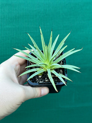Agave stricta ‘Nana’