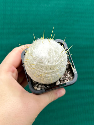 Espostoa melanostele