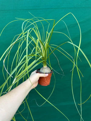 Pony Tail Palm