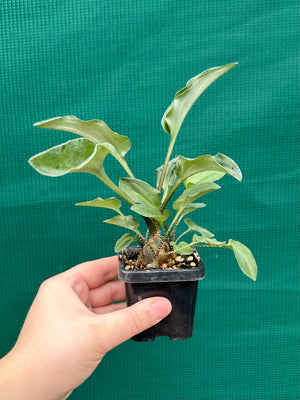 Ledebouria maculatus