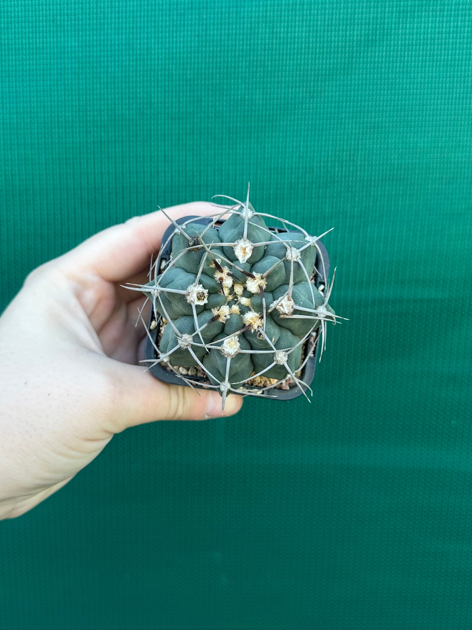 Gymnocalycium capillaense
