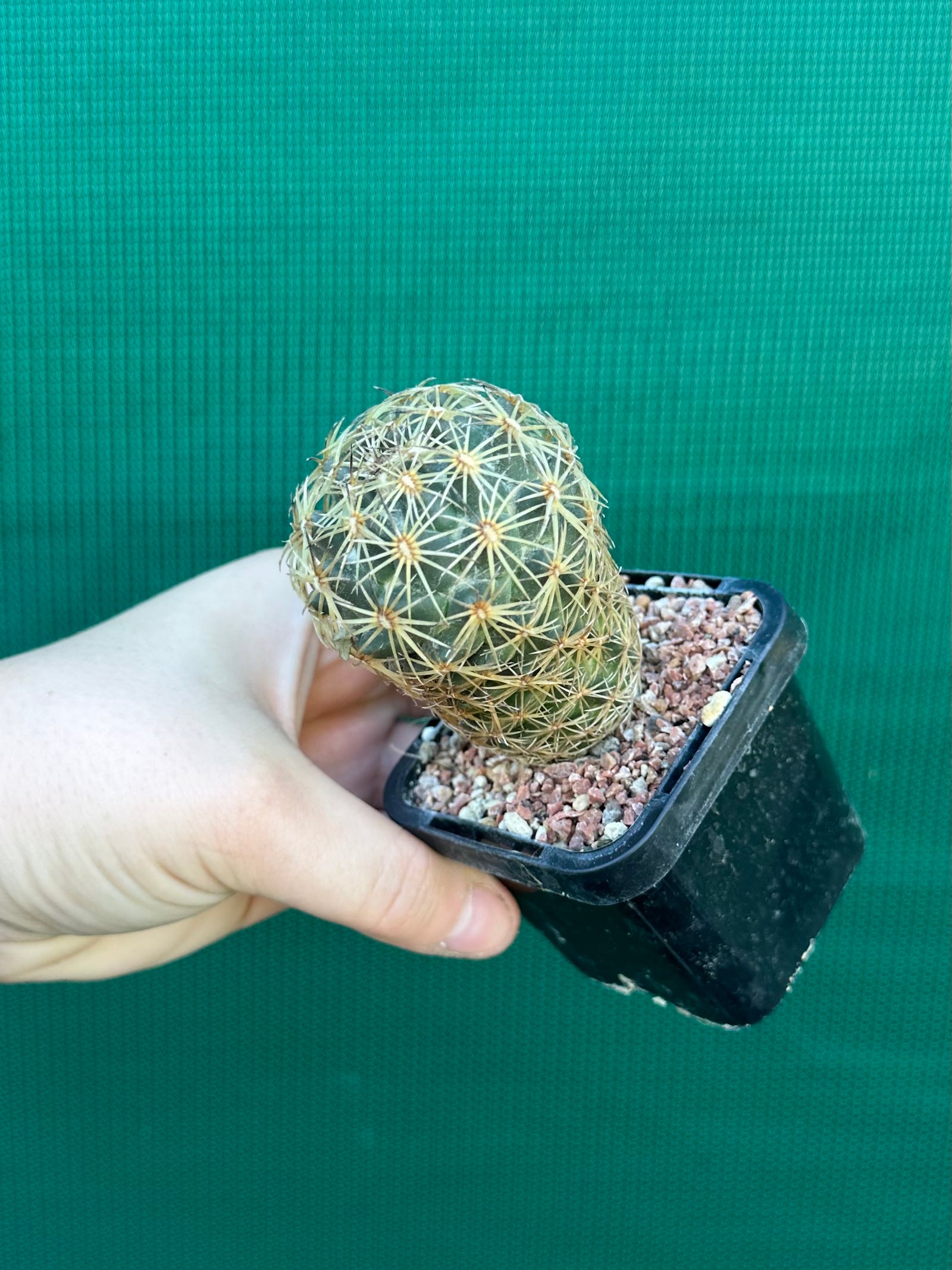 Coryphantha greenwoodii