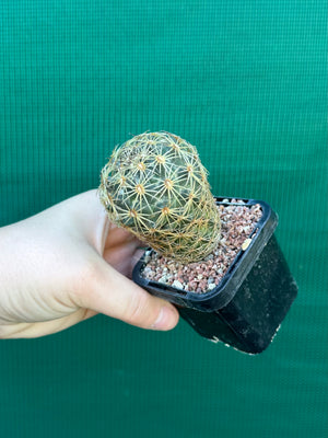 Coryphantha greenwoodii