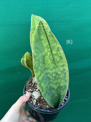 Sansevieria Masoniana ‘Mason’s Congo Paddle’