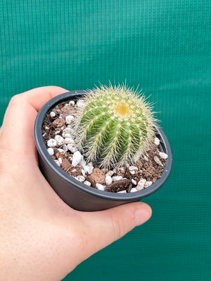Parodia warasii