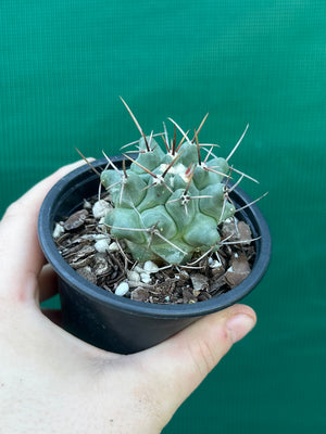 Thelocactus rinconensis ssp rinconensis