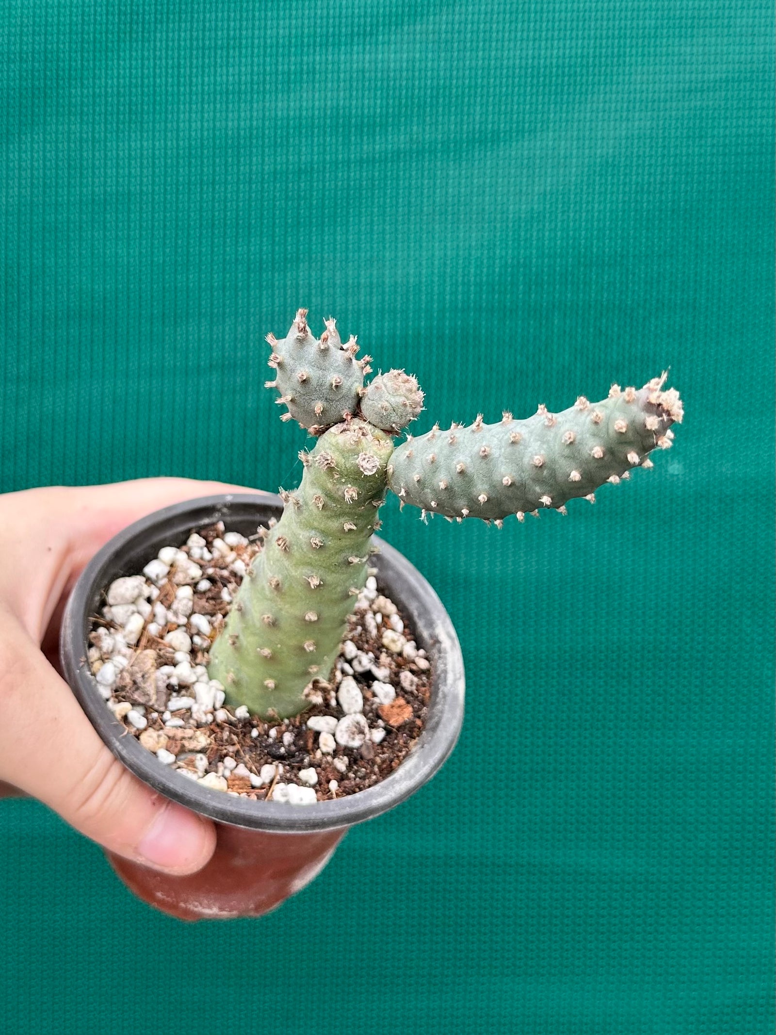 Tephrocactus Articulatus var diadimatus