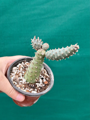 Tephrocactus Articulatus var diadimatus