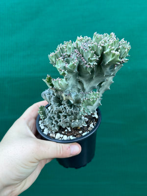 Crested Euphorbia lactea cristata