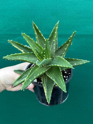 Aloe ‘Gold Tooth’